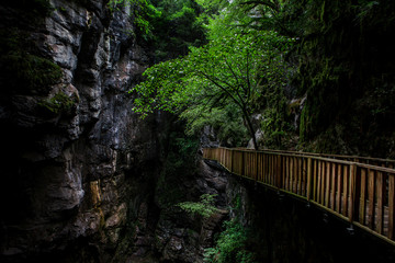 Canyon Forest River Walkways Wood