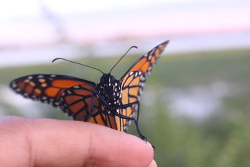 butterfly and human