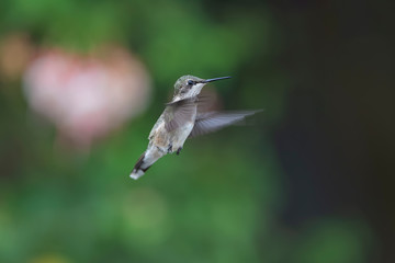 Obraz premium Room for Copy on the Right