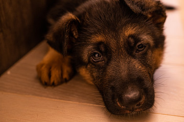 My new family member German shepherd puppy called Six