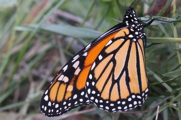 butterfly on flower