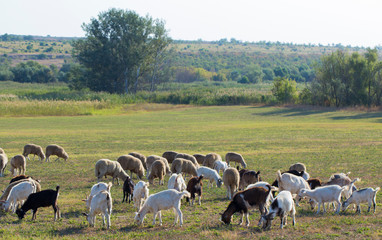 A herd of goats and sheep.  Animals graze in the meadow. Pastures of Europe.