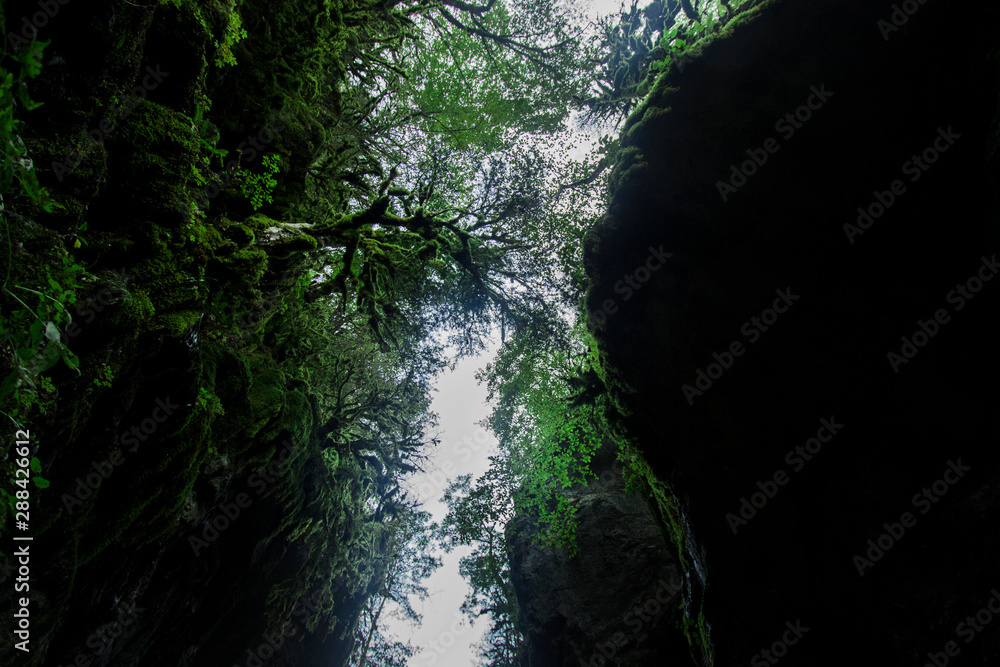 Wall mural canyon forest river walkways wood