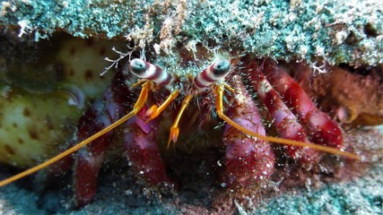 Tauchen, Diving, Fuerteventura