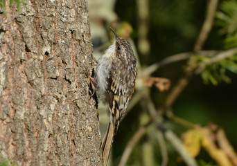 Brown Creeper bird