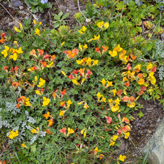 Alpine flower Lotus corniculatus (Birdsfoot Trefoil). Top view. Aosta valley, Italy. Photo taken at an altitude of 2500 meters.