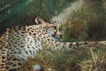 Beautiful cheetah lies on a background of green grass