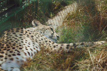 Beautiful cheetah lies on a background of green grass