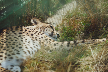Beautiful cheetah lies on a background of green grass