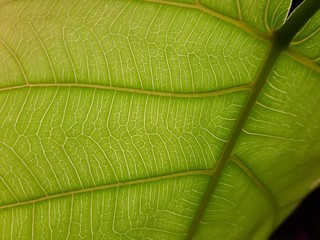 texture of green leaf