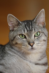 Fototapeta premium サバトラ猫