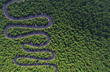 Obraz premium road among the forest, top view, comparison of the river arteries 3d render