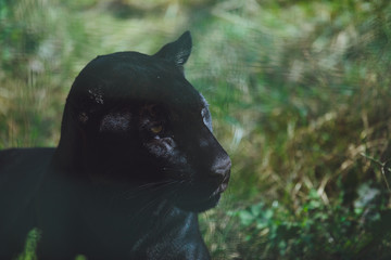 Beautiful black cougar close-up