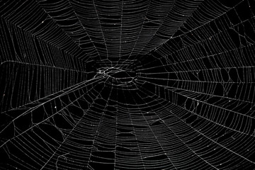 Real spider web isolated on black