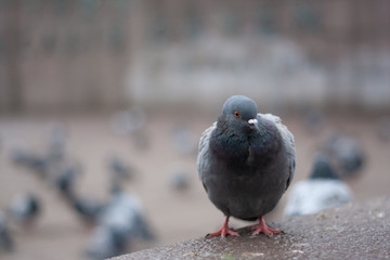 close up for pigeon or dove