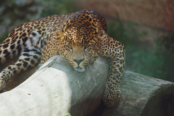 Beautiful leopard lies in nature close-up