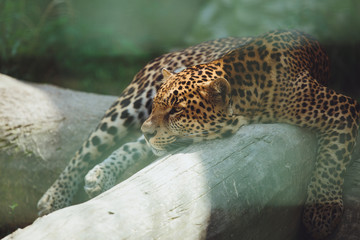 Fototapeta na wymiar Beautiful leopard lies in nature close-up