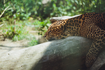 Beautiful leopard lies in nature close-up