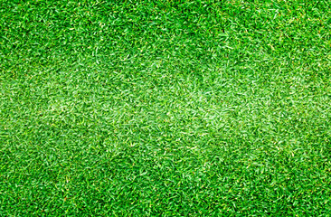 Fototapeta premium Green lawn