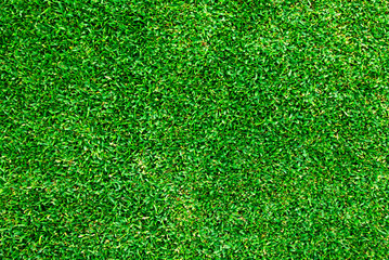 Fototapeta premium Green lawn