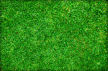 Fototapeta premium Green lawn