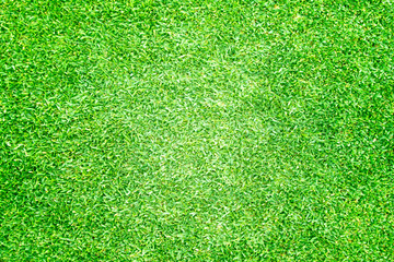 Fototapeta premium Green lawn