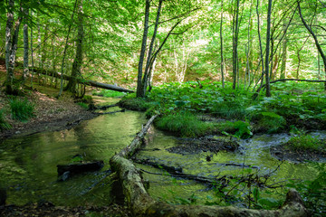 river passing through the forest