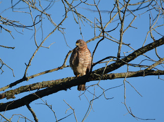 Broad winged Hawk