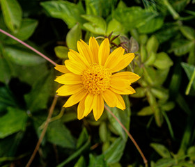 yellow flower in the garden