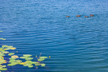 green plant leaves above water on lake edge