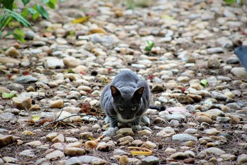 cat on stone