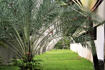 palm trees in park