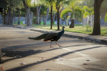 bird in the park