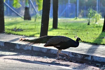 pigeons in the park