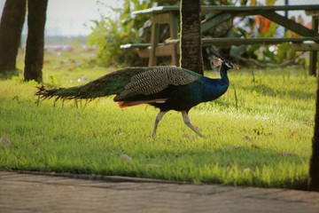 peacock in park