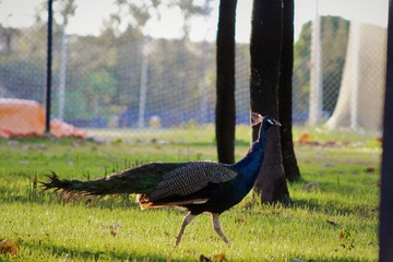 peacock in park