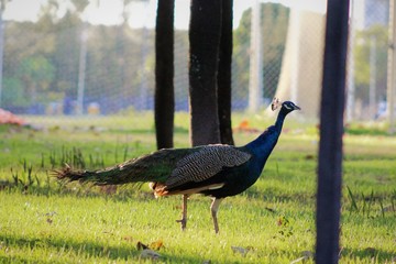 peacock