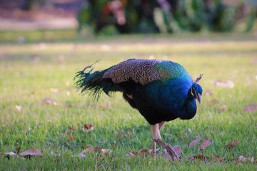 peacock in park