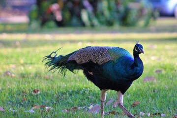 peacock in park