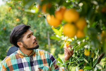 Naklejka na ściany i meble Selective focus asian bearded man farmer gardener in plaid shirt standing under organic orange plant garden looking and inspecting the ripe orange. Harvesting agriculture and plantation concept.