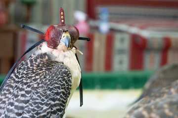 Falcons used in the ancient art or sport for the elite of Arabic countries.