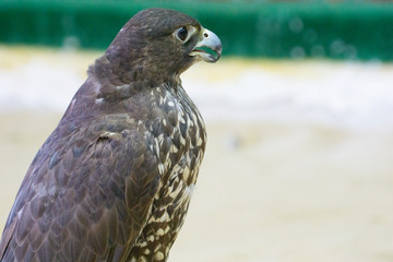 Falcons used in the ancient art or sport for the elite of Arabic countries.