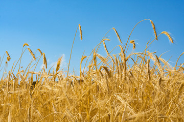 close up for field of wheat