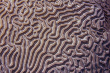 Closeup of Boulder Brain Coral Pattern