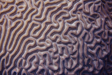 Naklejka premium Closeup of Boulder Brain Coral Pattern