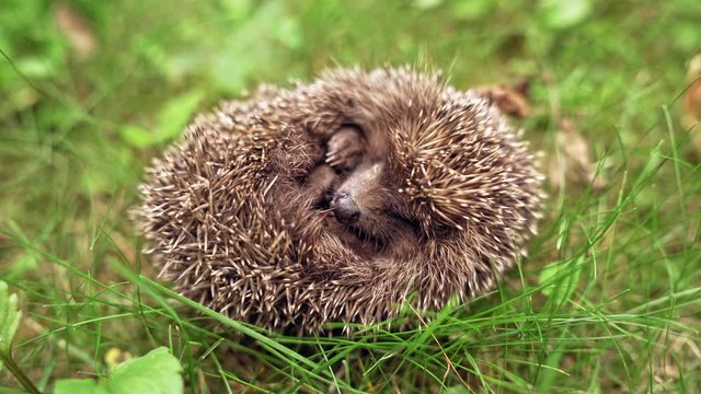 Small hedgehog is sleeping in grass. Sleeping curled up in a ball hedgehog outdoors. Close-up.