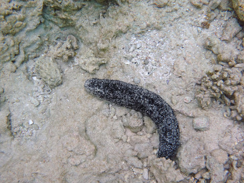 View of a sea cucumber underwater on the sea floor in French Polynesia