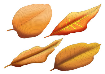 Obraz premium Dry leaf brown paint on white background