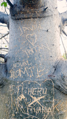 Lovers initials carved on Baobab trunk
