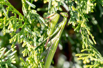 Praying Mantis - Closeup Macro in Backyard Arborvitae Tree